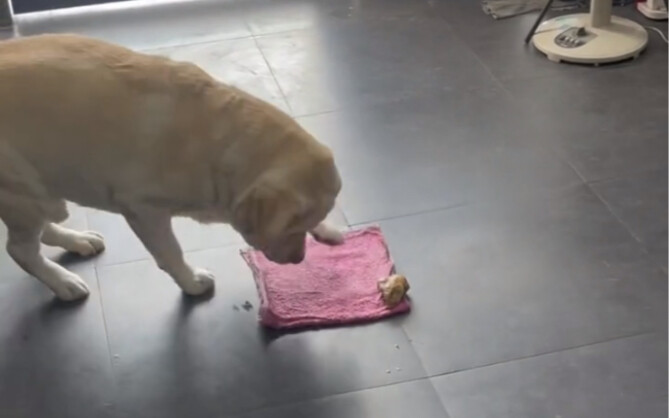 Ketika si anjing memberimu sepotong tulang