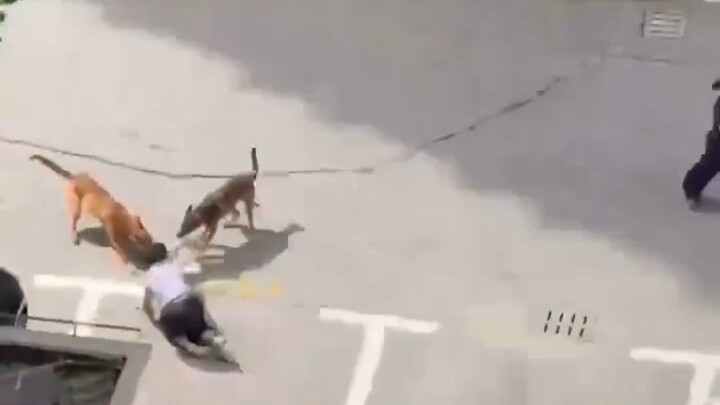 Dua ekor anjing berdarah panas menyeret dan menggigit seorang balita, sang ibu terisak tak berdaya, 