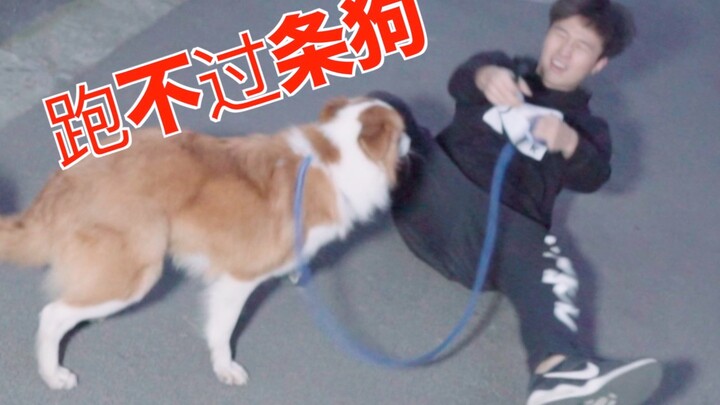 Tiga orang ternyata tak bisa menyalip seekor anjing! Menguji batas ketahanan anjing gembala, akhirny