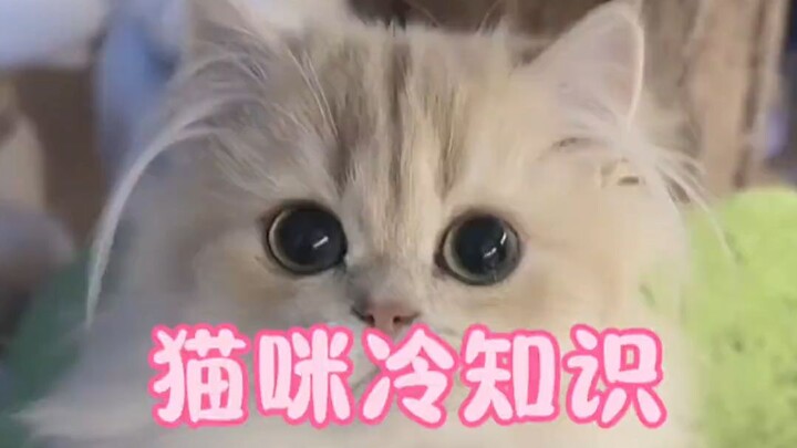 How many of these cat-raising trivia facts do you know?