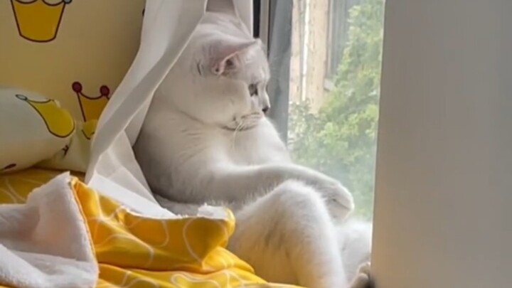 ฉันสงสัยว่าแมวของฉันเป็นมนุษย์!