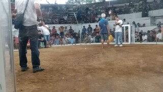 second fight at igay mega cockpit arena win (champion)