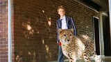 BOY Adopts A CHEETAH As Pet But It Gone Extremely Wrong