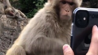 信不信我把你和豆子一起磨了