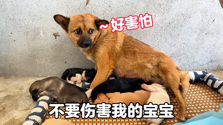 The rescued mother dog had no milk, so I cooked fish soup to boost her nutrition, hoping her puppies