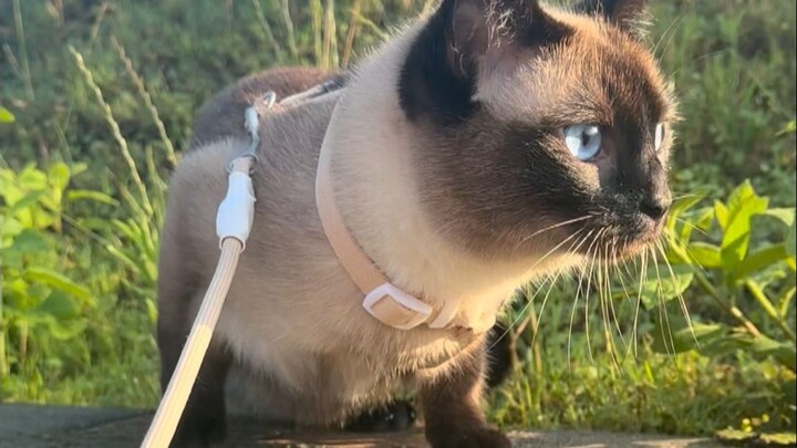 Boss, the sun is shining perfectly today, meow!