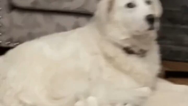 How other animals get along with dogs