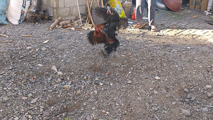 hiraw vs gilmore lateborn