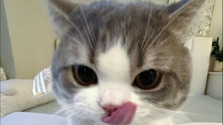 🐱"Alice: Tolong jangan 'kirim' aku!"🐱