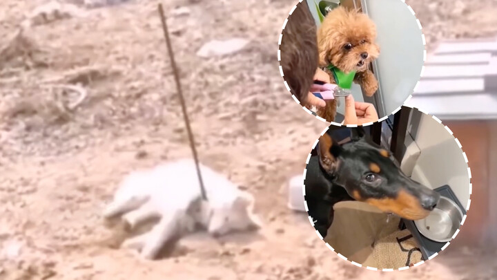 [Hài hước] Mấy chú chó này buồn cười ghê