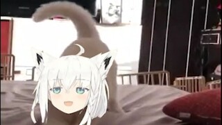 猫咪日常（