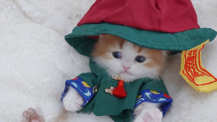 Even a little kitten can do cosplay.