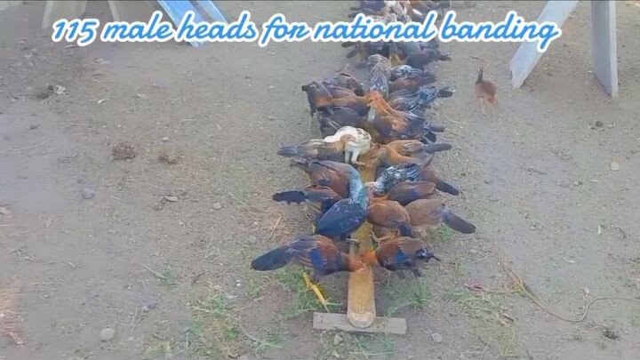 wpc national banded