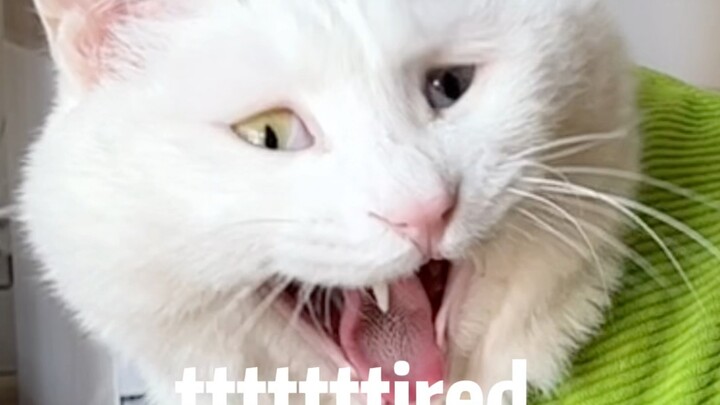 Tâm trạng tinh thần của mình kiểu…