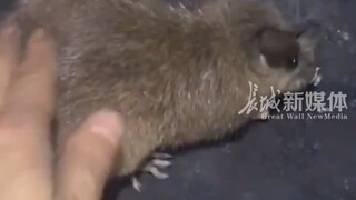4月19日 "贵州 矿井下的老鼠成了团宠，矿工们天天给它喂饭，“有它在，我们就是安全的"   生活 "