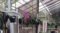 Pembibitan Anggrek Singosari Malang Indonesia