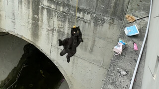 ห้ามกินหญ้า! ลุกขึ้นมากินเนื้อ!