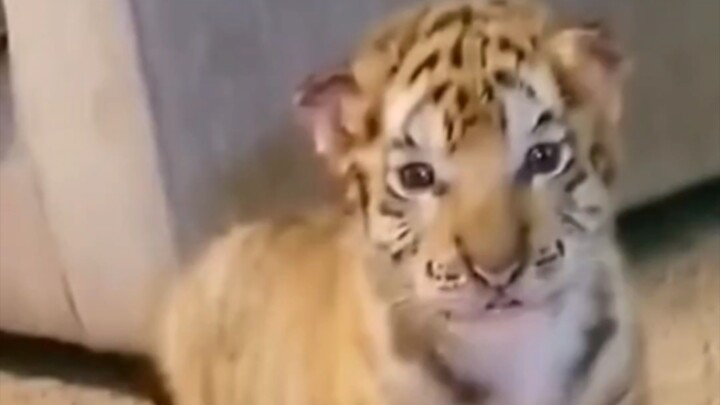 Who can resist this little tiger just chilling and letting you cuddle it?