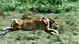SMILODON - Sabre Toothed Beast [HD]