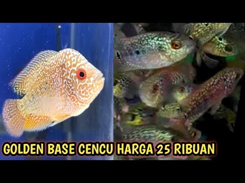 Burayak louhan gb x cencu harga 25 ribuan (Promo beli 2 gratis 1)