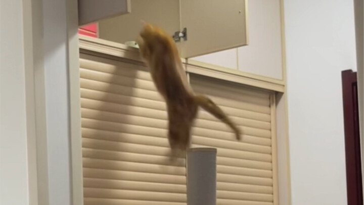 Kucing: Aku kan emang paling cerdas!