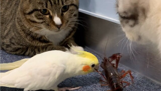 Parrots are really annoying.