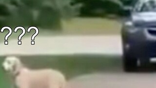 Gouzi: ที่รักของฉัน มี Wolong และ Fengxia ซ่อนอยู่ในบ้านของฉัน