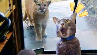 A collection of fun overseas videos—after watching, you'll feel like the whole world is so joyful! #