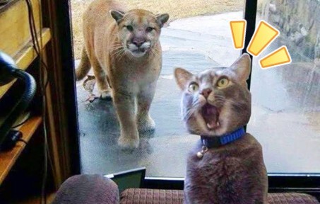 国外趣味视频集锦，看完觉得整个世界都是那么欢乐！#167