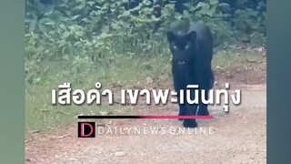 ป่าไม้ชี้เหตุเจอ ‘เสือดำ’ เขาพะเนินทุ่ง เชื่อผลจากรณรงค์ขับรถไม่เร็ว HOTSHOTเดลินิวส์ 06/05/65