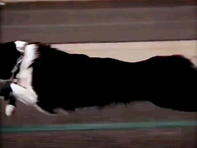 เสี่ยวเฮย: ได้ยินมาว่ามีคนบ่นว่าขาฉันสั้นเกินไป