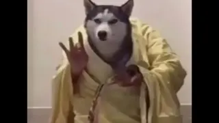 Stupid Husky...too fit with the master's temperament