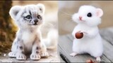 Cute Baby Animals Videos Compilation | Funny and Cute Moment of the Animals #4 - Cutest Animals 2023