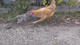 The mouse that reached the cat's mouth was snatched away by Kun Kun, and the cat looked confused.