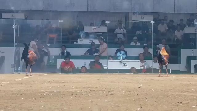 Win HMA Turmeric Pumpkin @ San Carlos Palawan