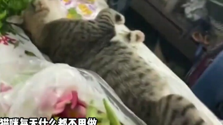 Mèo hải sâm có thể ngủ ngon lành ngay tại chợ rau