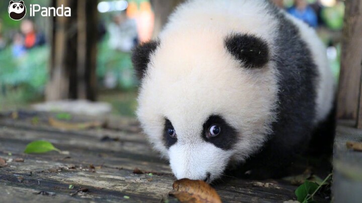 [Hewan]Ketika bayi panda tidak mau bergerak...