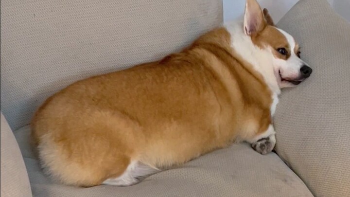 บางทีนี่อาจเป็นโคจูที่แท้จริงก็ได้?