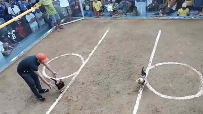 # Mistiso  Manok hack fight 2k per win