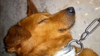 Got poisoned after slurping beef noodles