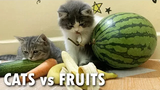แมวกับผลไม้