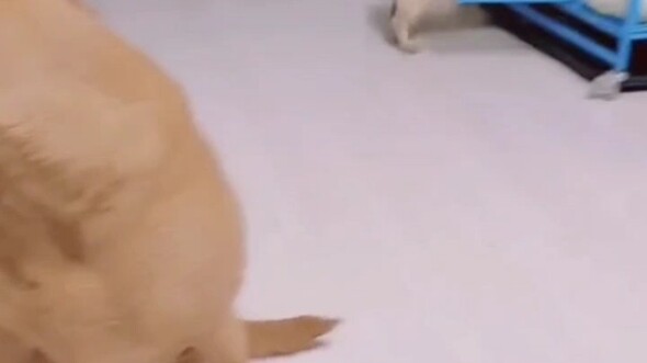 Anjing: Garis keturunanmu bahkan lebih murni daripada aku