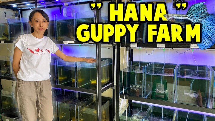 Farm Ikan Guppy Milik Cewek || Cara Memulai Budidaya Ikan Guppy || Pemula Wajib Nonton !!!