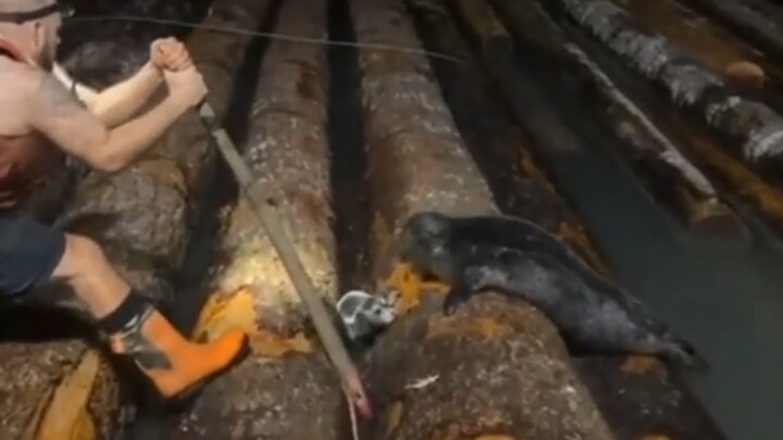 ช่วยลูกแมวน้ำให้พ้นจากอันตราย