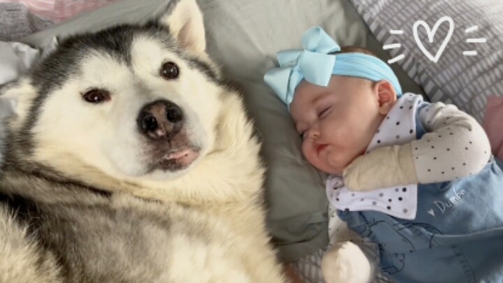 Cute Husky Refuses to Stop Hugging My Newborn Baby!! [The Cutest Video Ever!!]