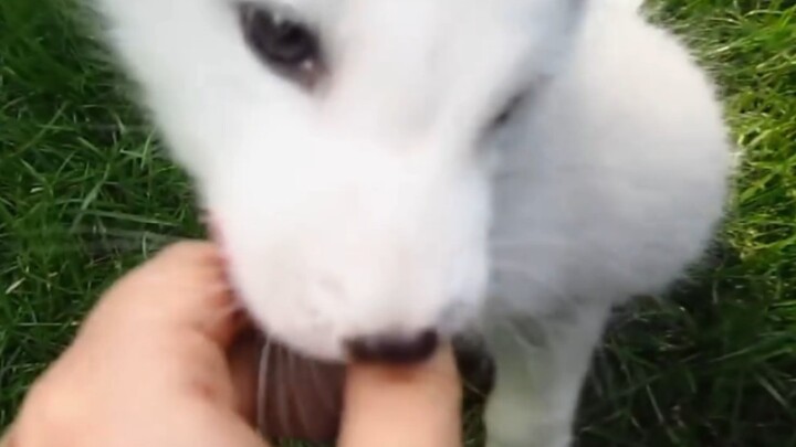 الثعلب الصغير الذي يأكل الكرز