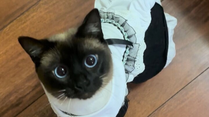 Boss Mud, no grabbing the tail meow!