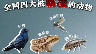 全网被误会的四大动物，小时候老觉得它们是坏的