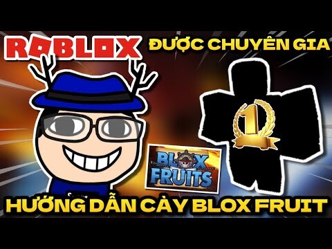 Mình được CHUYÊN GIA hướng dẫn CÀY CUỐC tựa game BLOX FRUIT (Roblox)