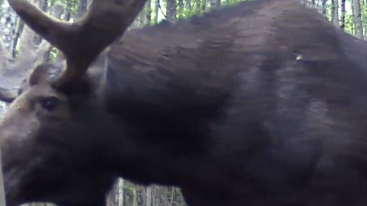 Shorts 2.0 : Forest Journal | August 2026 Day Edition | HD